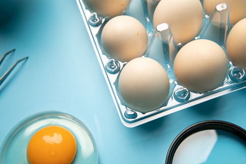 無菌雞蛋食品安全農業科技食品培育攝影圖 插畫 下載至來源處